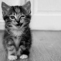 Пушистая Нежность