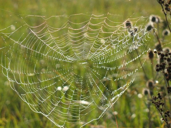 Артём Колезнев