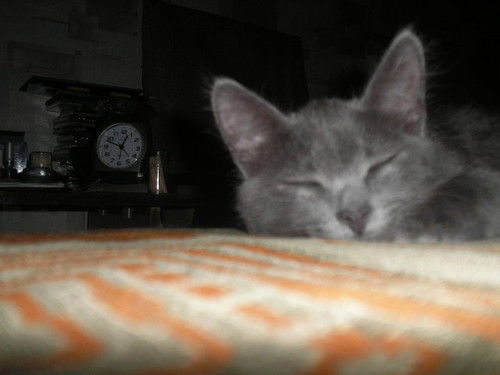 Степанида C