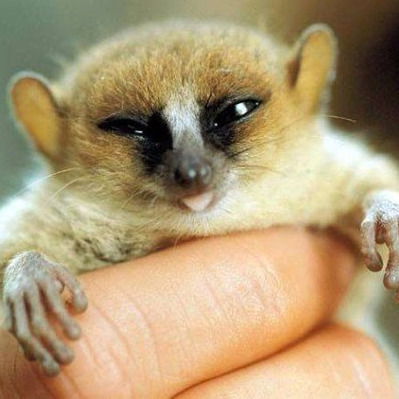 Максим Радчинский