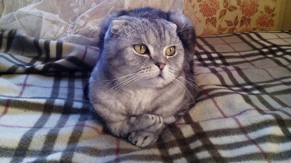 Мур-Мур Лямур