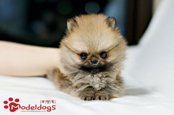 Ольга Ерфомова