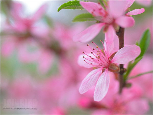 Лариса Гришина
