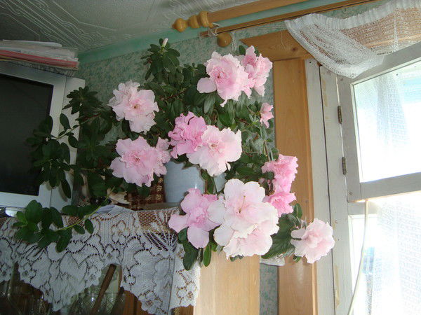 Екатерина Безумова