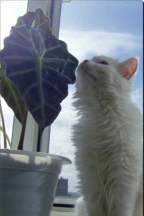 Алиса Кузнецова