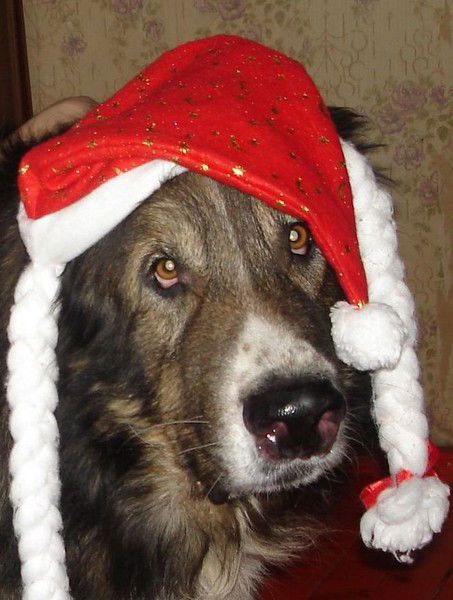 Николай Седякин