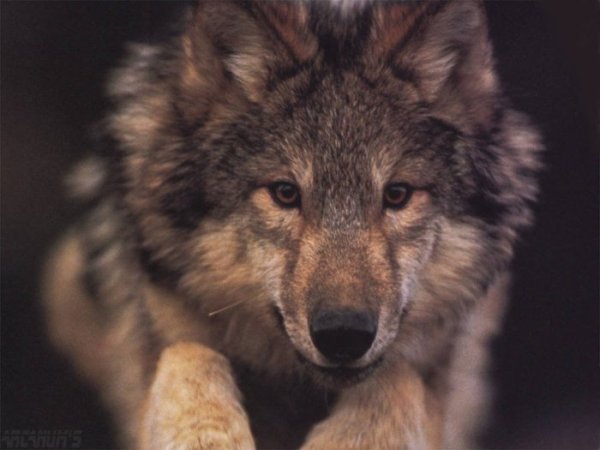 Вася Наумов