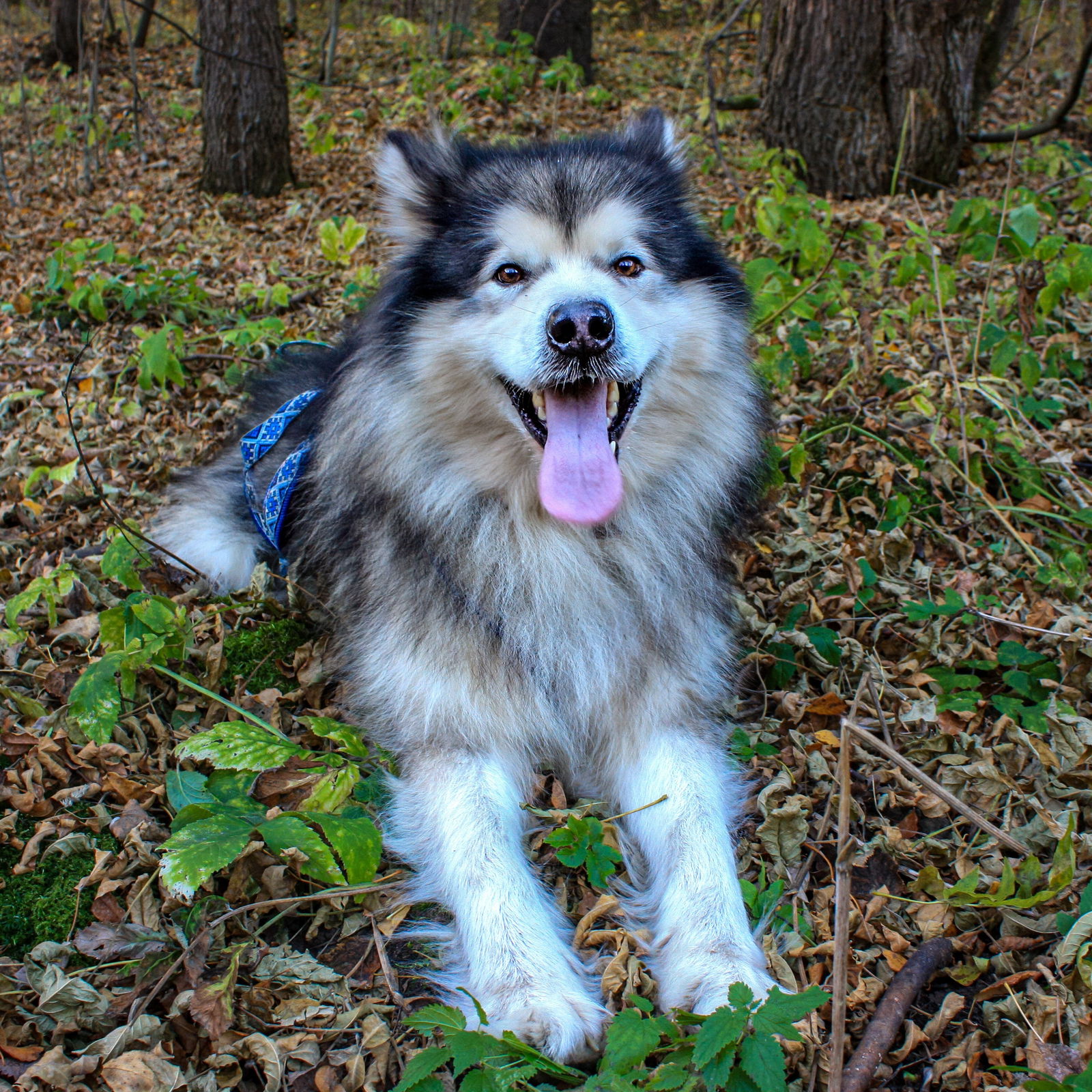 Алёна Вольф