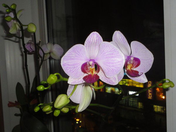 Алла Воробьева