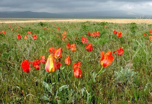 Балагуль Махатова