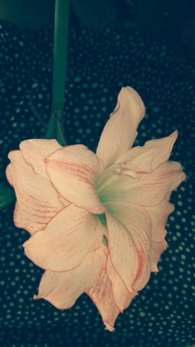 Вика Великодная