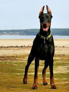 Ашот Шакарян