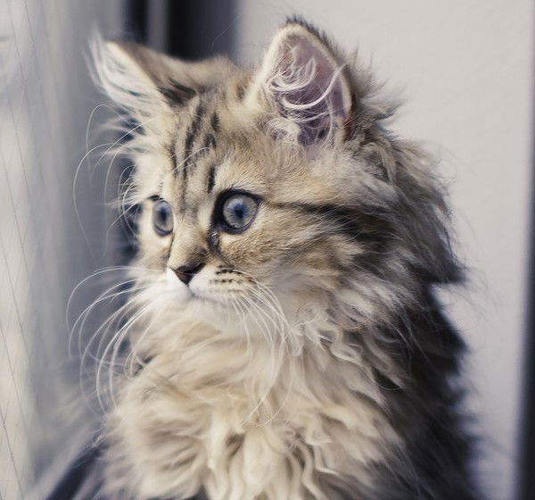 Александр Колосов