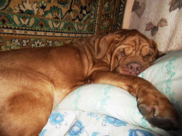 Наталья Белобородова