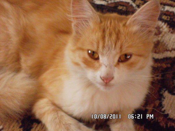 Руслан Ибрагимов