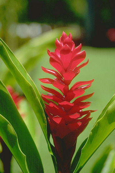 Елена Мазурова