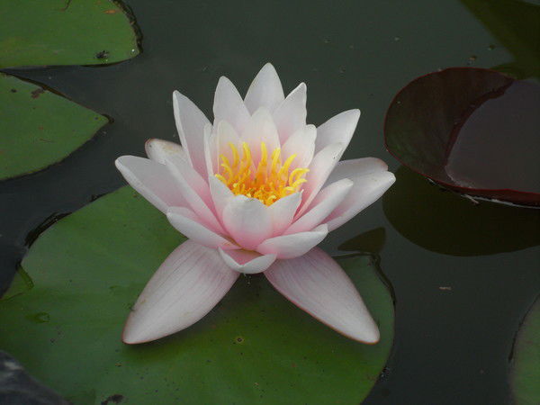 Ирина Русина