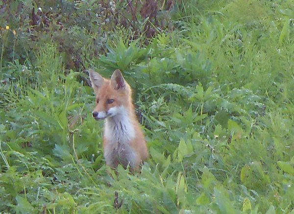 Михаил Гусев