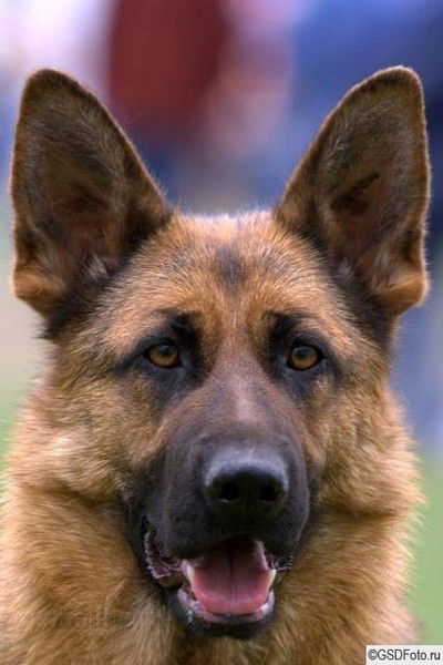 Олег Горшунов