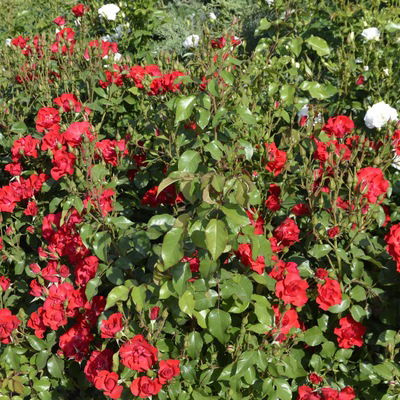 Лидия Тюрина