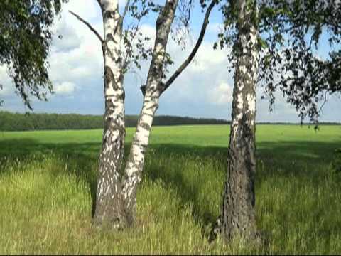 Светлана Чепрасова