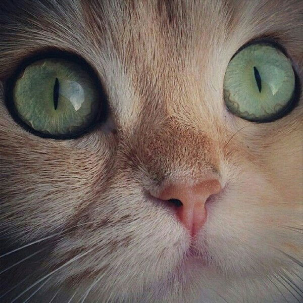 Виктория Караваева