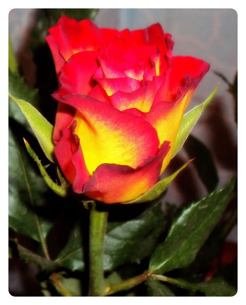 Гарафутдинова Ляйсан