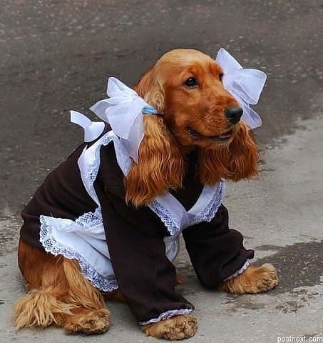 Галя Ха-Ха-Ха