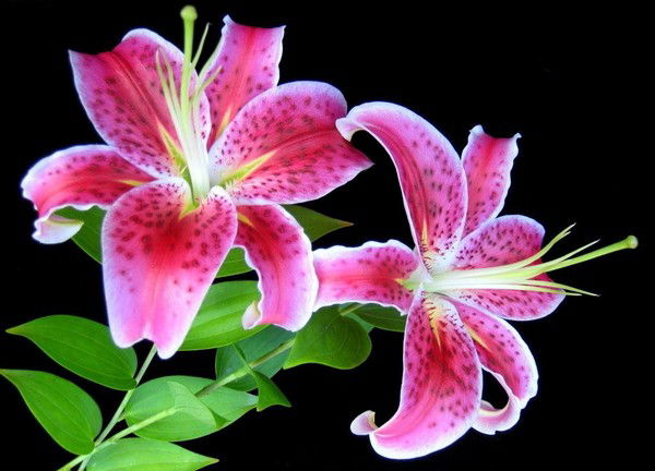 Саодат Мирахмедова