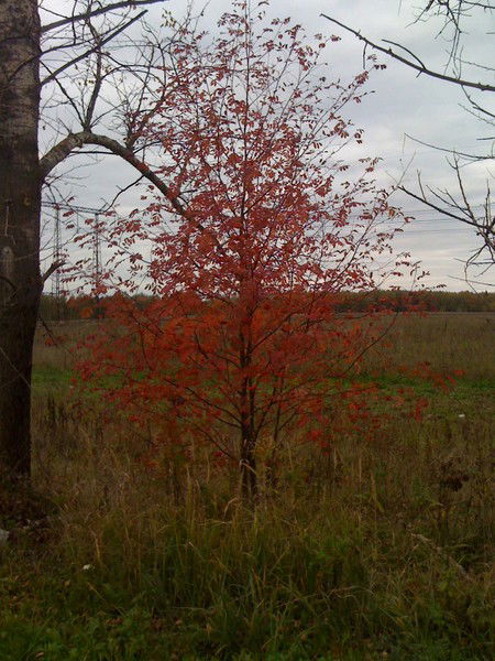 Михаил Сиводедов