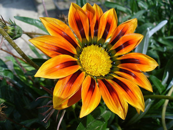 Ольга Ляшевич