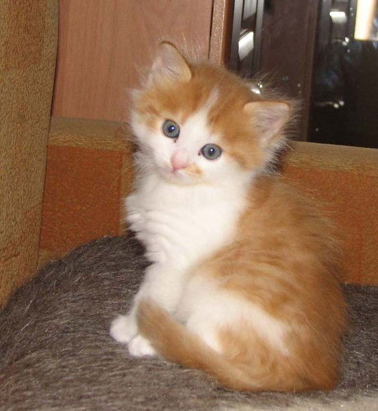 Наталья Ястремская