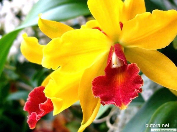 Татьяна Корсун