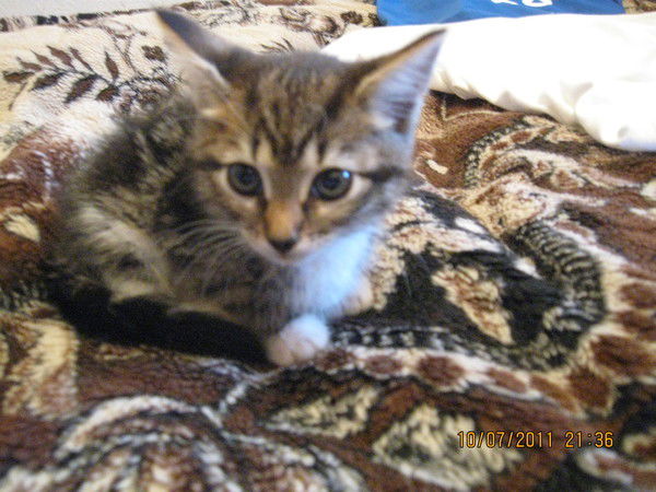 Фидельский Александр