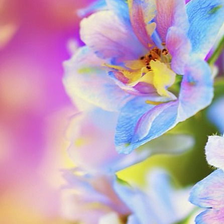 Новый Год Год