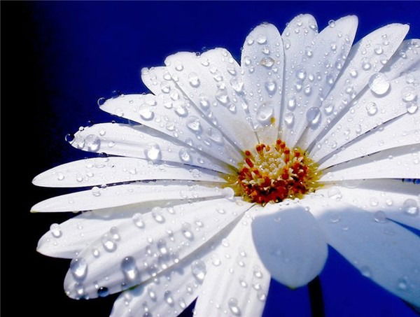 Ангелина Юрова