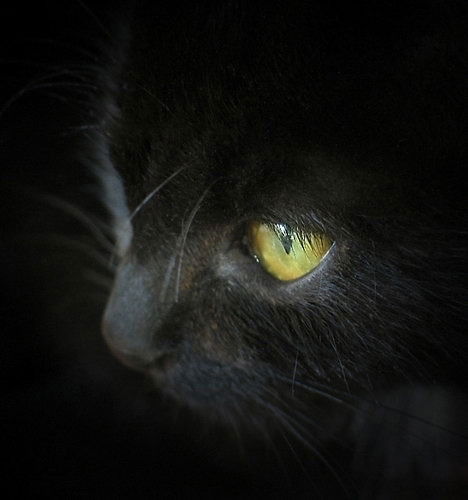 Светлана Карпова