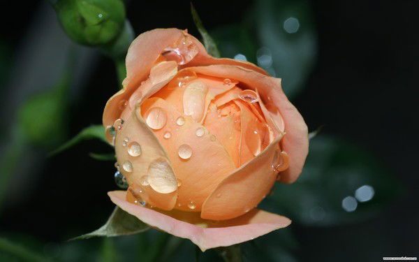 Нургуль Назаркулова