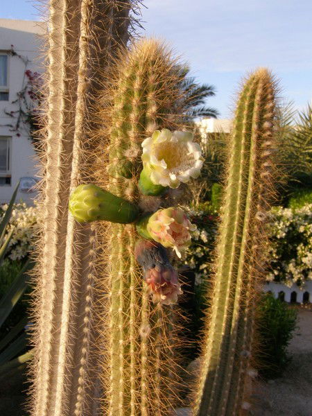 Лада Крылова