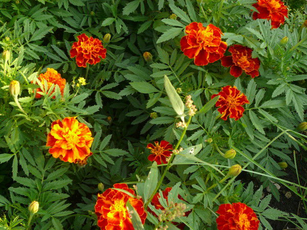 Эльза Хабибуллина