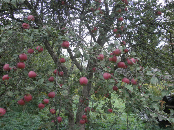 Ирина Фадеева