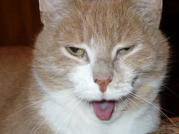 Светлана Буланова