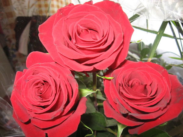 Ольга Долгова