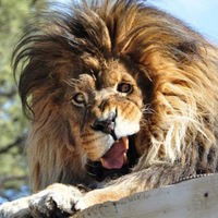 Дмитрий Трофименко