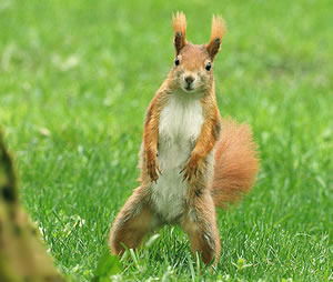 Лидия Порунова