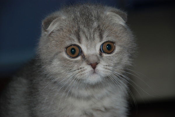 Елена Панарина