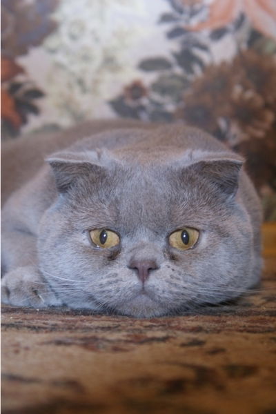 Андрей Кочергин