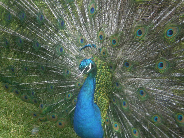 Гульнара Ахмадуллина