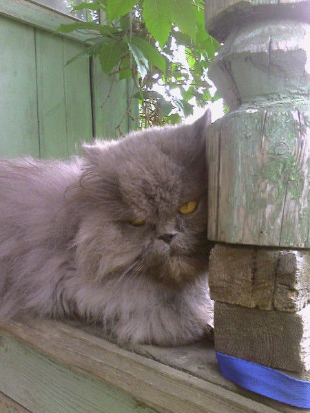 Светлана Галя