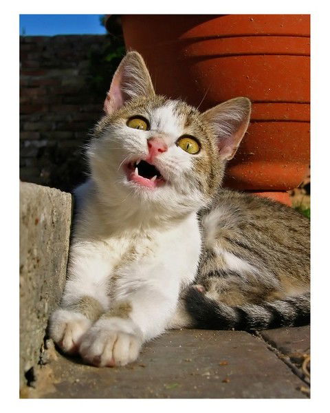 Евелина Манжос